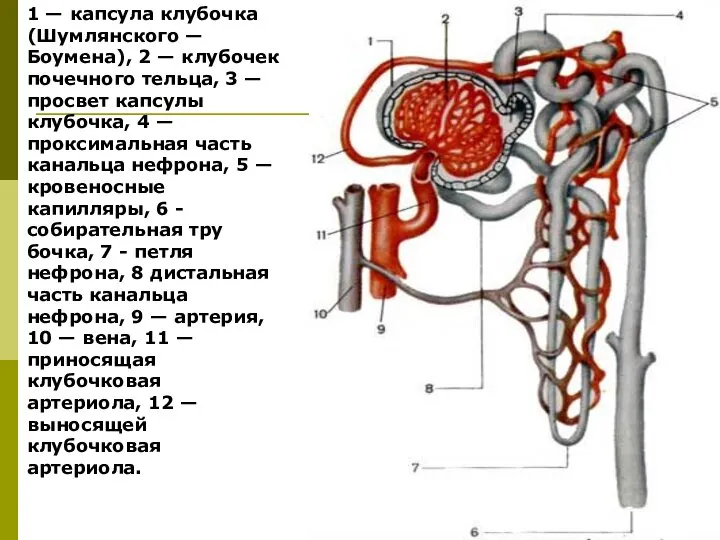 1 — капсула клубочка (Шумлянского — Боумена), 2 — клубочек почеч­ного