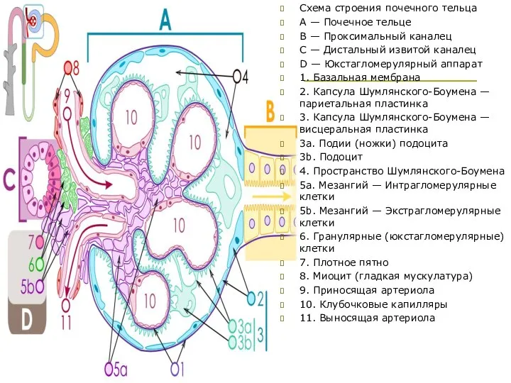 Схема строения почечного тельца А — Почечное тельце В — Проксимальный