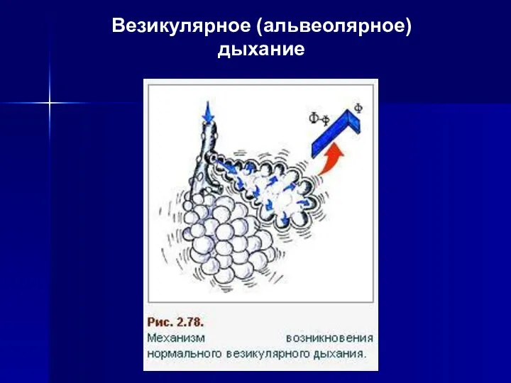 Везикулярное (альвеолярное) дыхание