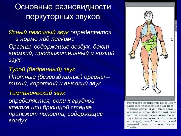 Основные разновидности перкуторных звуков Ясный легочный звук определяется в норме над