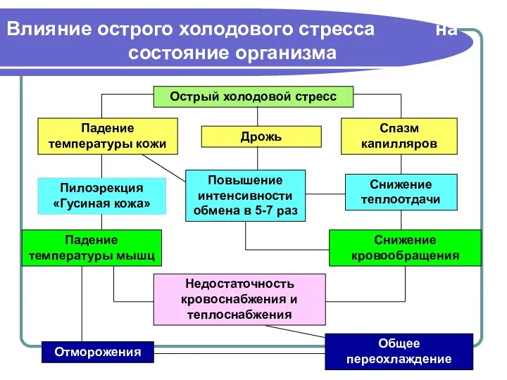 Острый холодовой стресс Падение температуры кожи Дрожь Спазм капилляров Пилоэрекция «Гусиная