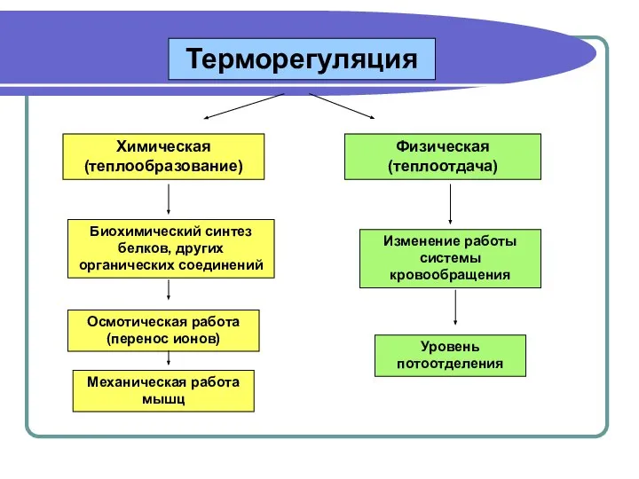 Терморегуляция Химическая (теплообразование) Физическая (теплоотдача) Биохимический синтез белков, других органических соединений