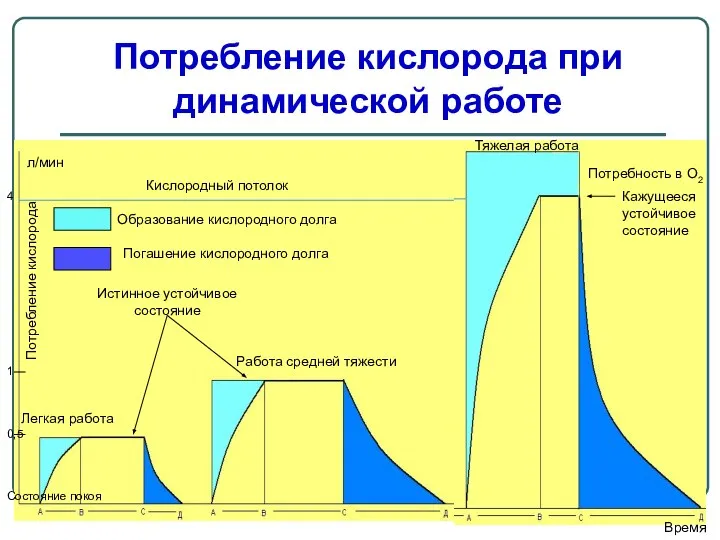 Потребление кислорода при динамической работе Кислородный потолок Тяжелая работа Потребность в