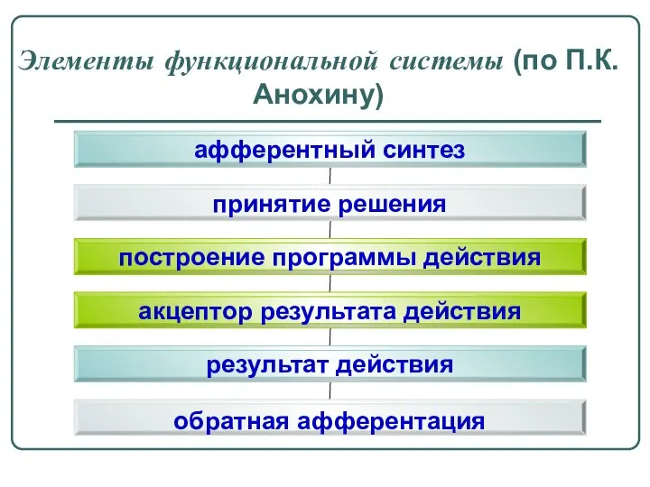 Элементы функциональной системы (по П.К.Анохину)