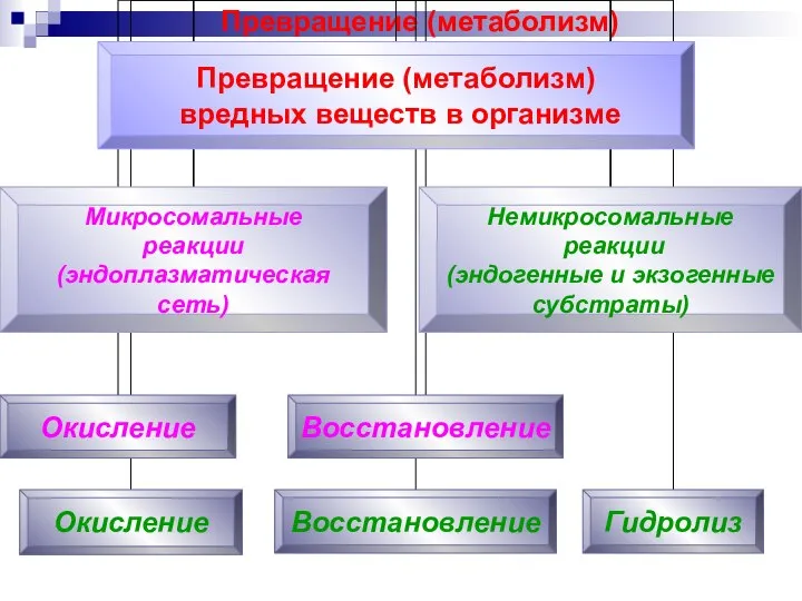 Превращение (метаболизм) вредных веществ в организме