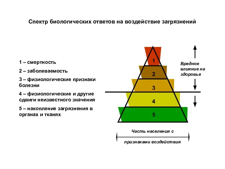 Спектр биологических ответов на воздействие загрязнений 1 – смертность 2 –