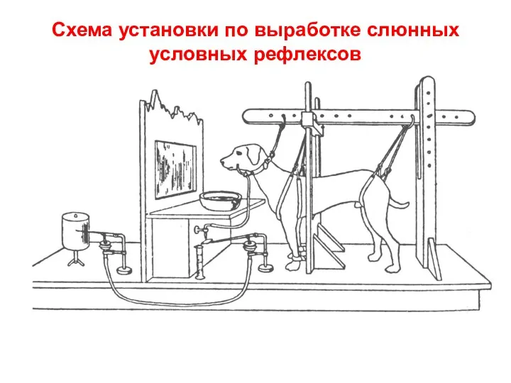 Схема установки по выработке слюнных условных рефлексов