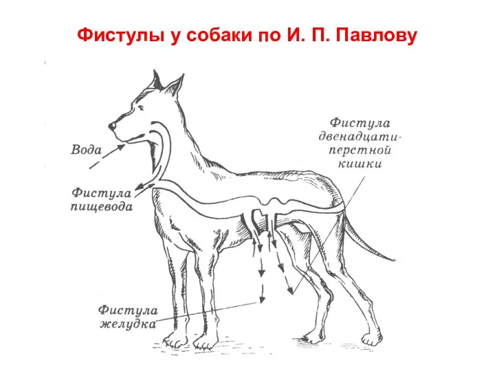 Фистулы у собаки по И. П. Павлову