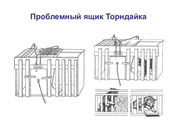 Проблемный ящик Торндайка