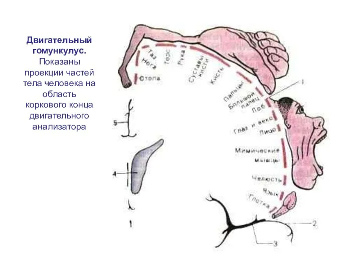 Двигательный гомункулус. Показаны проекции частей тела человека на область коркового конца двигательного анализатора