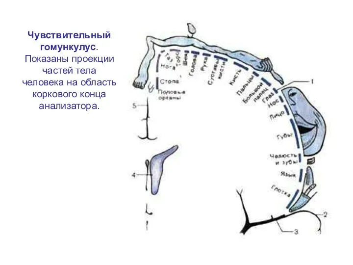 Чувствительный гомункулус. Показаны проекции частей тела человека на область коркового конца анализатора.