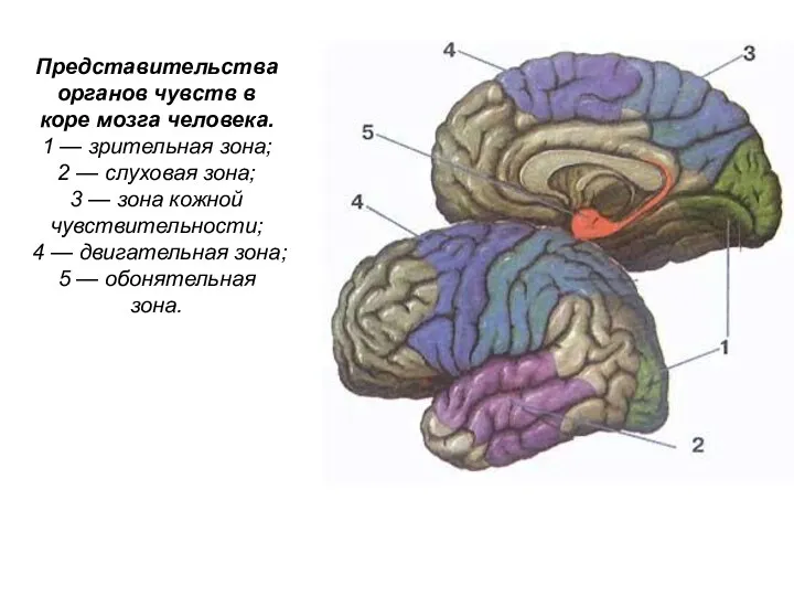 Представительства органов чувств в коре мозга человека. 1 — зрительная зона;