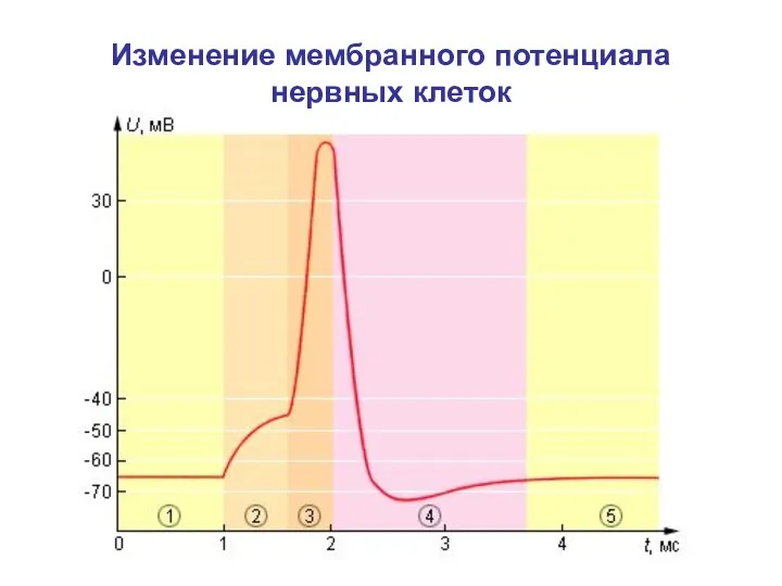 Изменение мембранного потенциала нервных клеток