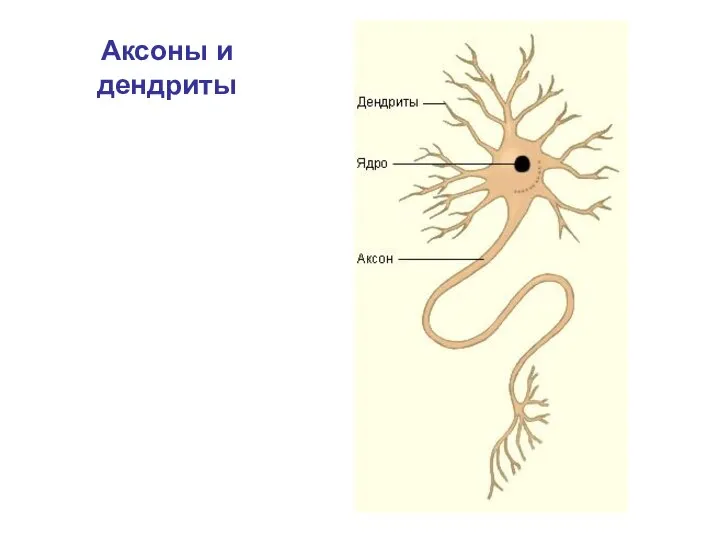 Аксоны и дендриты