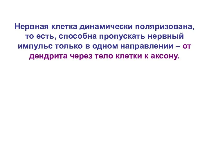 Нервная клетка динамически поляризована, то есть, способна пропускать нервный импульс только