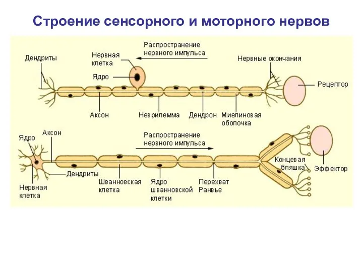 Строение сенсорного и моторного нервов