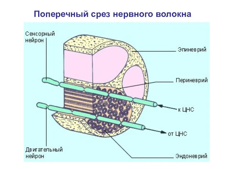 Поперечный срез нервного волокна