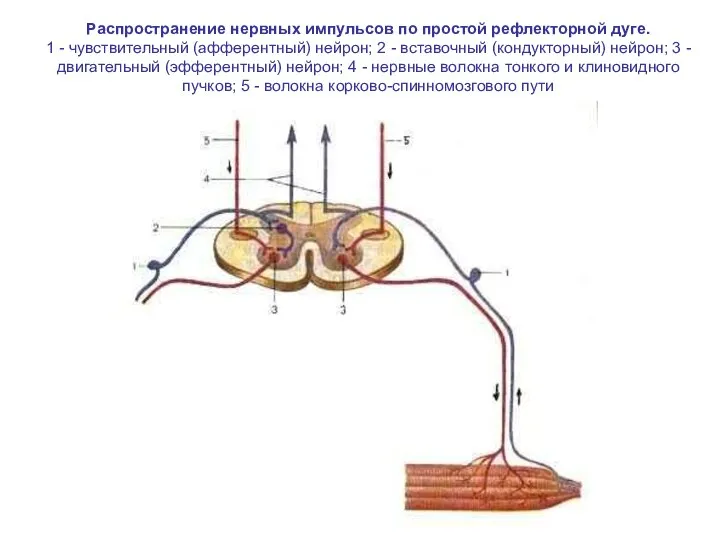 Распространение нервных импульсов по простой рефлекторной дуге. 1 - чувствительный (афферентный)