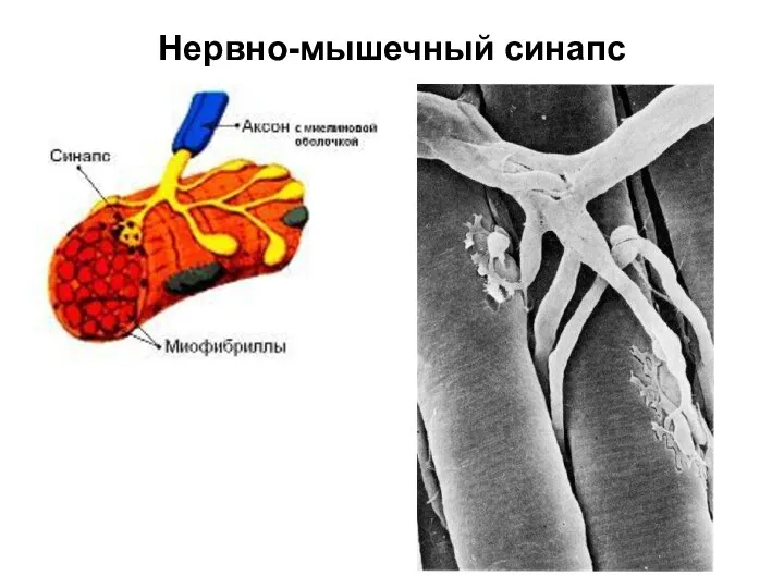 Нервно-мышечный синапс