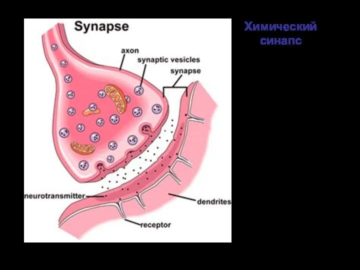 Химический синапс