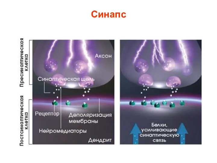Синапс