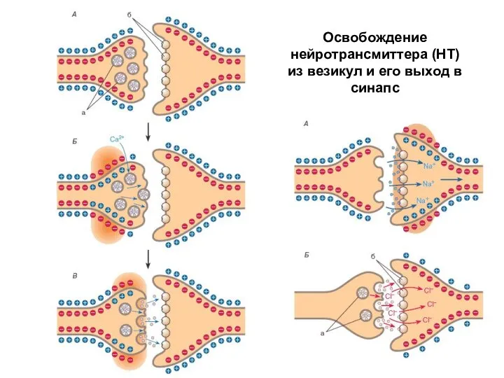 Освобождение нейротрансмиттера (НТ) из везикул и его выход в синапс