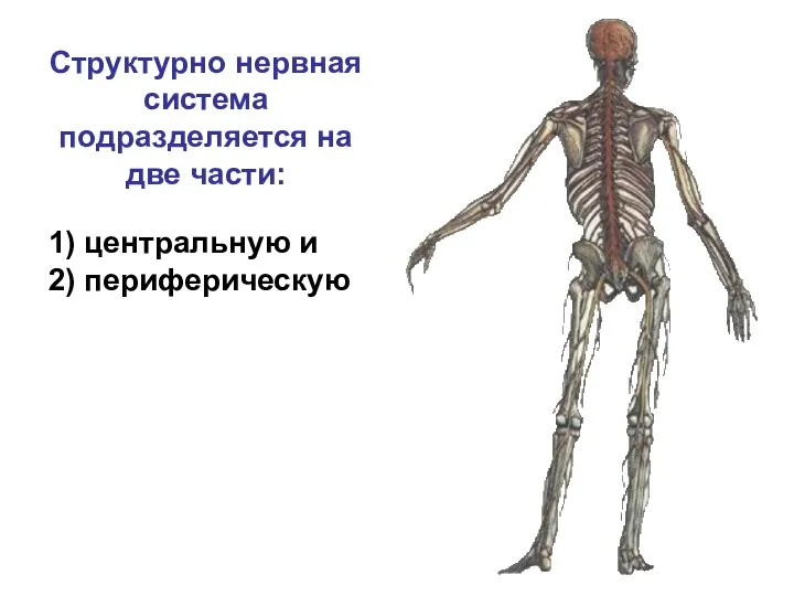 Структурно нервная система подразделяется на две части: 1) центральную и 2) периферическую