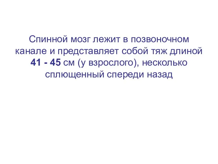 Спинной мозг лежит в позвоночном канале и представляет собой тяж длиной