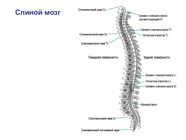 Спиной мозг