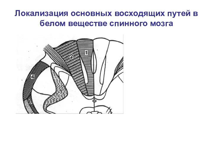 Локализация основных восходящих путей в белом веществе спинного мозга