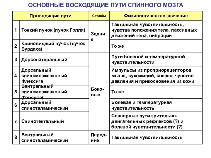 ОСНОВНЫЕ ВОСХОДЯЩИЕ ПУТИ СПИННОГО МОЗГА