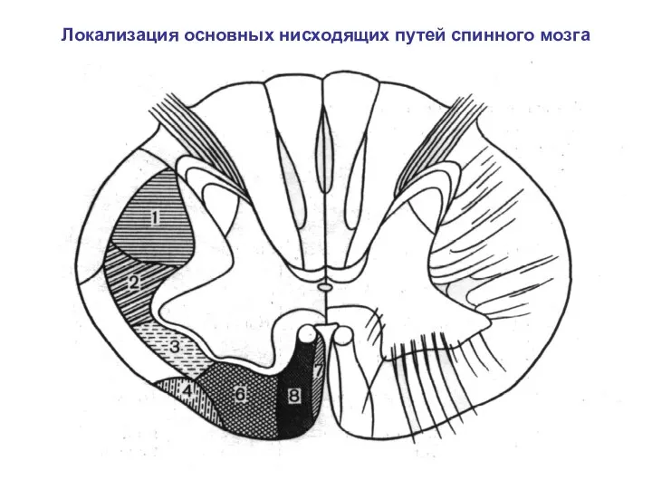 Локализация основных нисходящих путей спинного мозга