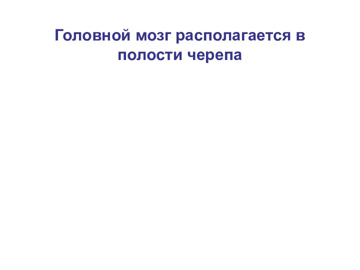 Головной мозг располагается в полости черепа