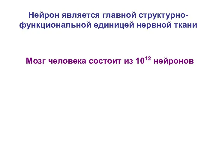 Нейрон является главной структурно-функциональной единицей нервной ткани Мозг человека состоит из 1012 нейронов