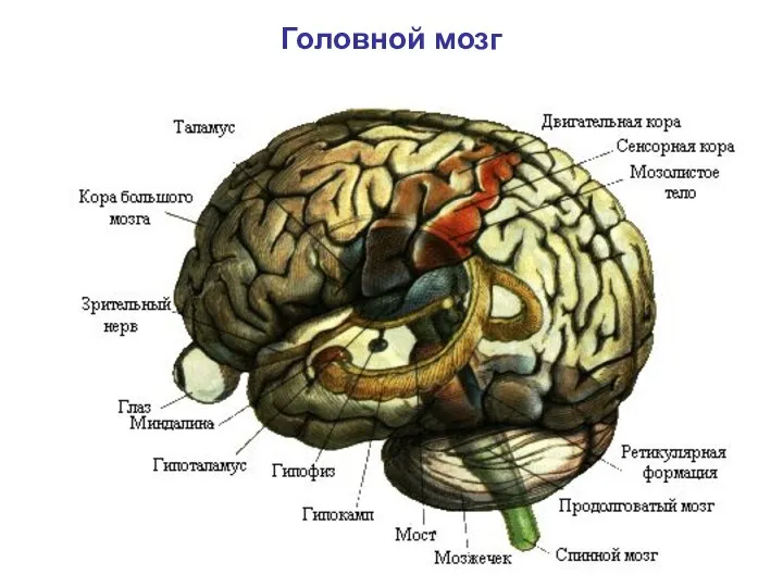 Головной мозг