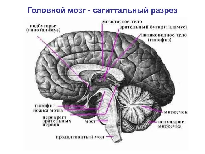 Головной мозг - сагиттальный разрез