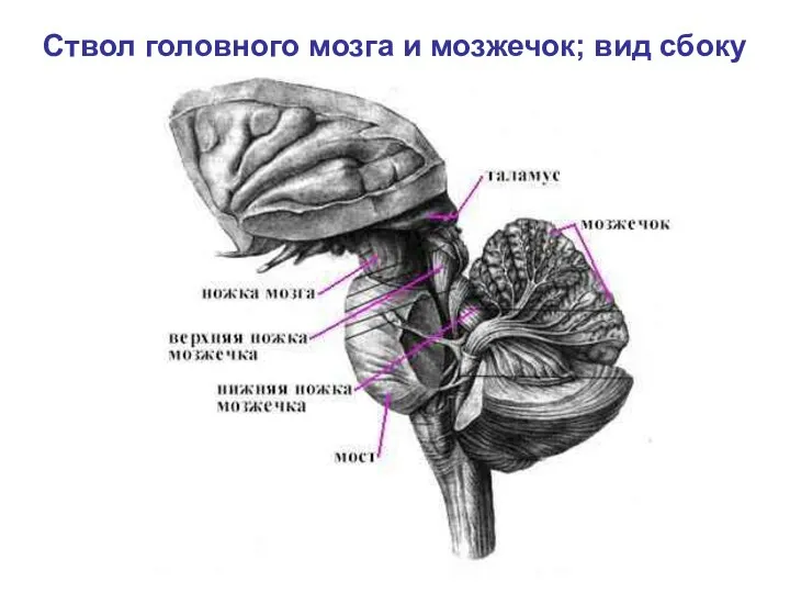 Ствол головного мозга и мозжечок; вид сбоку