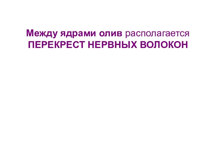 Между ядрами олив располагается ПЕРЕКРЕСТ НЕРВНЫХ ВОЛОКОН