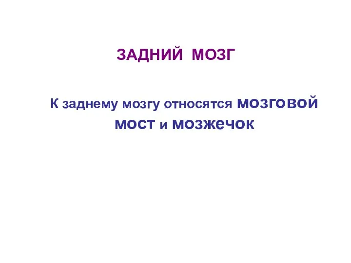 ЗАДНИЙ МОЗГ К заднему мозгу относятся мозговой мост и мозжечок