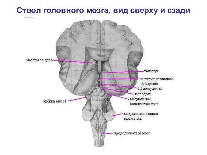 Ствол головного мозга, вид сверху и сзади