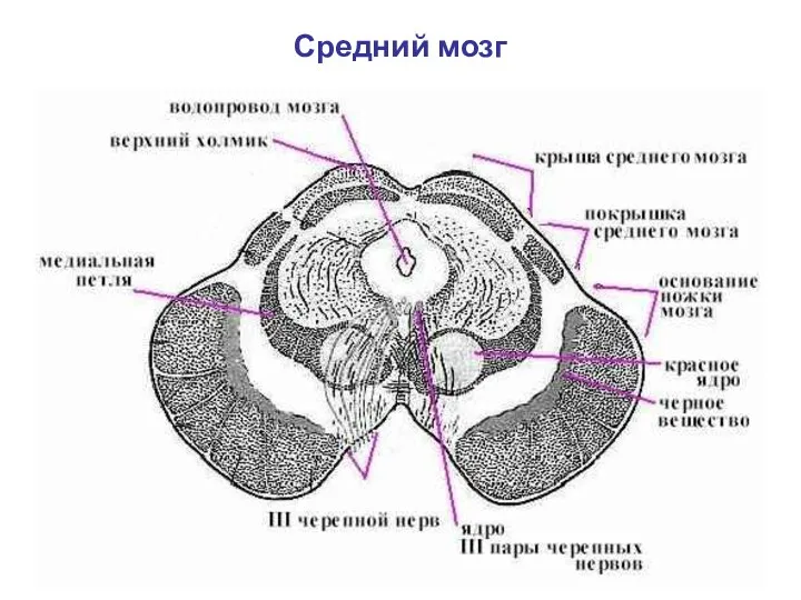 Средний мозг