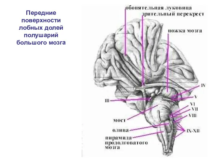 Передние поверхности лобных долей полушарий большого мозга