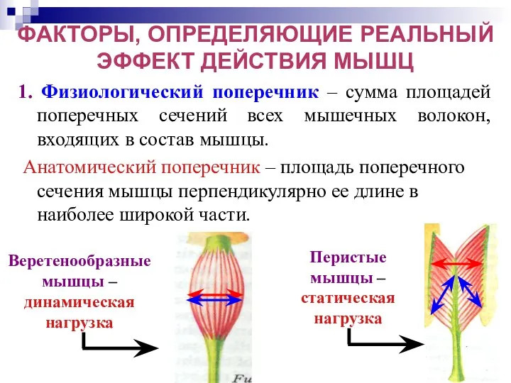 ФАКТОРЫ, ОПРЕДЕЛЯЮЩИЕ РЕАЛЬНЫЙ ЭФФЕКТ ДЕЙСТВИЯ МЫШЦ 1. Физиологический поперечник – сумма