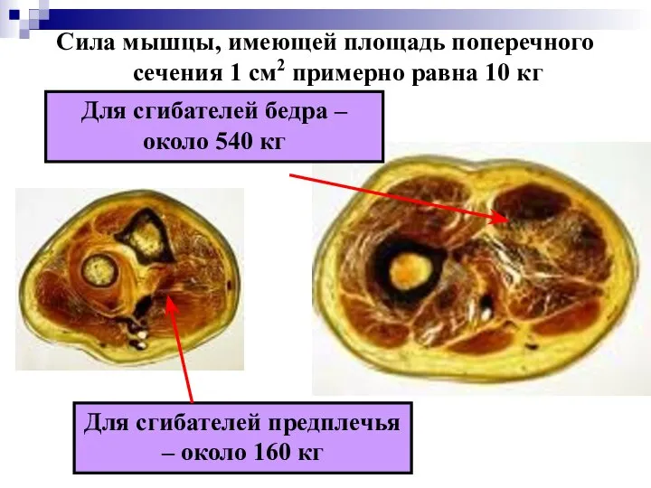 Сила мышцы, имеющей площадь поперечного сечения 1 см2 примерно равна 10