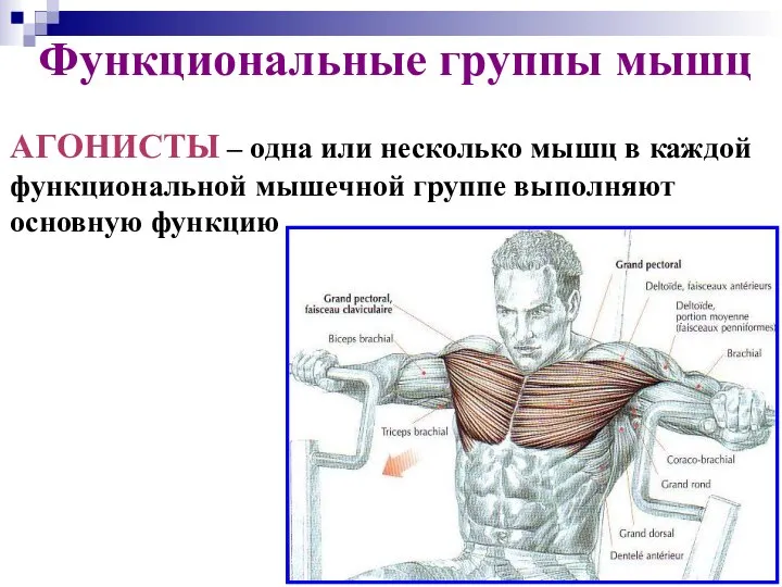 Функциональные группы мышц АГОНИСТЫ – одна или несколько мышц в каждой