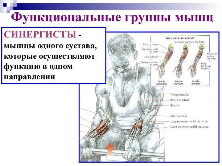 СИНЕPГИСТЫ - мышцы одного сустава, которые осуществляют функцию в одном направлении Функциональные группы мышц