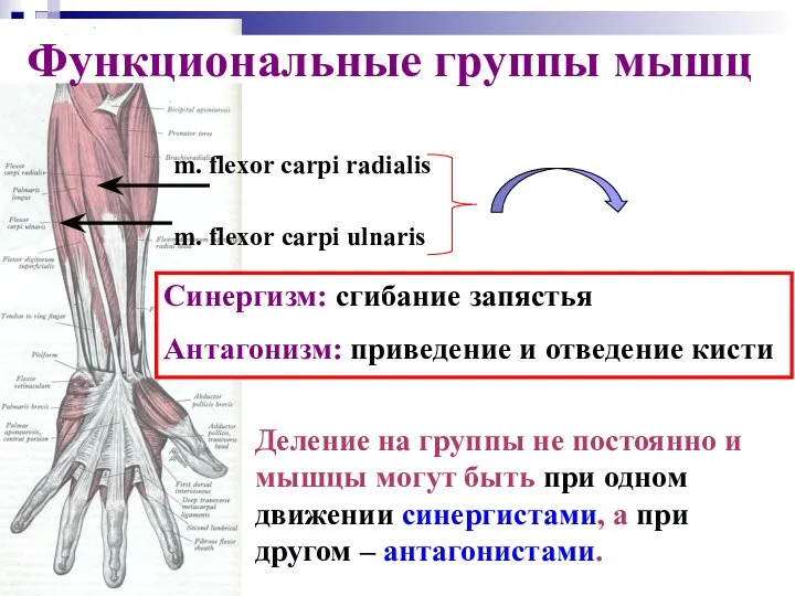 Деление на группы не постоянно и мышцы могут быть при одном