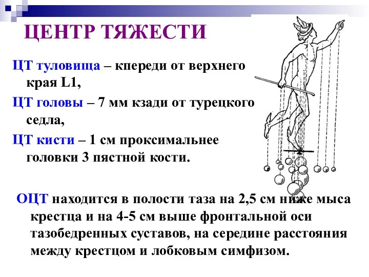 ЦЕНТР ТЯЖЕСТИ ОЦТ находится в полости таза на 2,5 см ниже