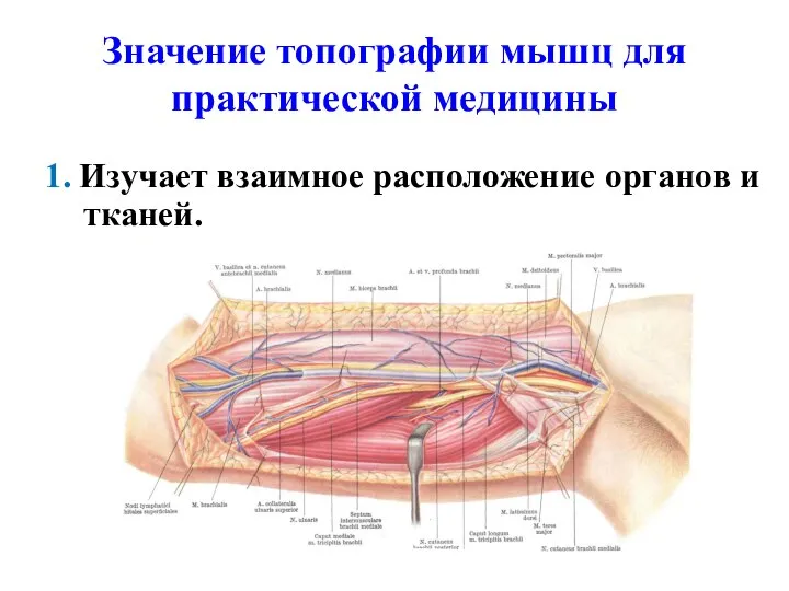 Значение топографии мышц для практической медицины 1. Изучает взаимное расположение органов и тканей.