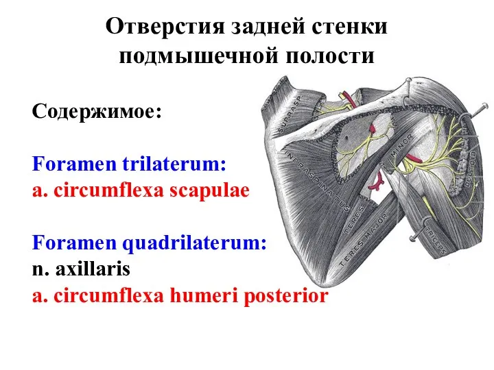 Отверстия задней стенки подмышечной полости Содержимое: Foramen trilaterum: a. circumflexa scapulae